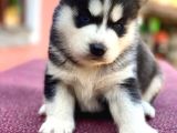 Safkan Eğitimli Husky Bebekleri