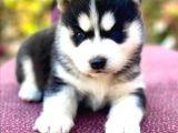Safkan Eğitimli Husky Bebekleri