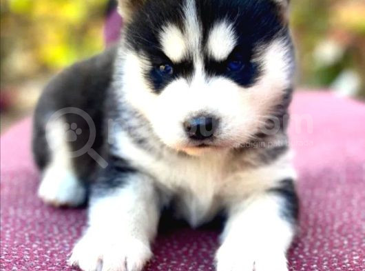Safkan Eğitimli Husky Bebekleri görsel