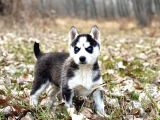 Safkan eğitimli husky bebekleri