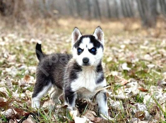 Safkan Eğitimli Husky Bebekleri