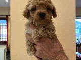 Eğitimli mini maltipoo bebekleri