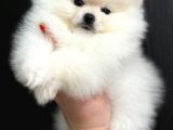 Pomerian Boo