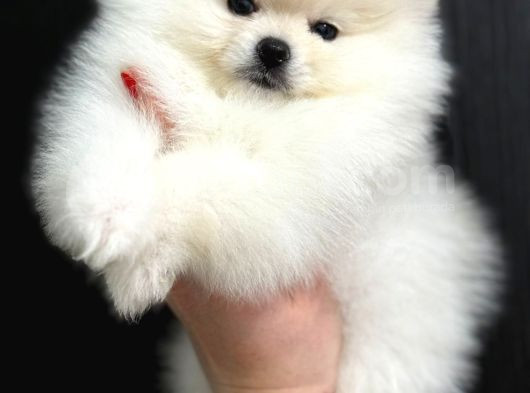 Pomerian Boo görsel