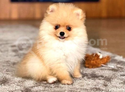 Pomerri̇an Boo Yavrumuz Gelmi̇şti̇r