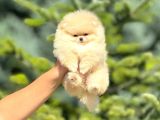 Pomerian Boo