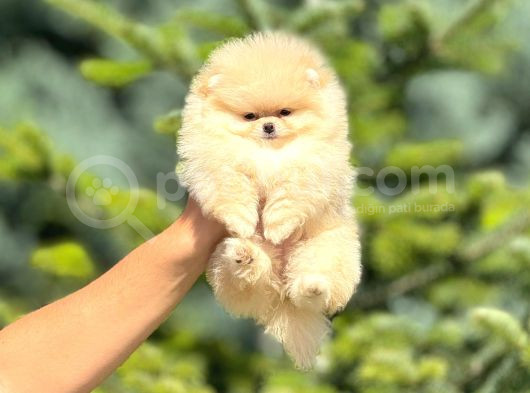 Pomerian Boo görsel