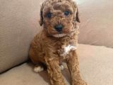 Mükemmel Kali̇te Mükemmel Fi̇yat Orji̇nal Toy Poodle Yavrularim