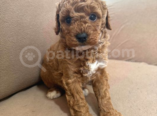 Mükemmel Kali̇te Mükemmel Fi̇yat Orji̇nal Toy Poodle Yavrularim görsel