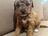 MÜKEMMEL KALİTE MÜKEMMEL FİYAT ORJİNAL TOY POODLE YAVRULARIM