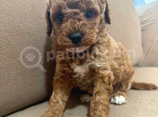 Mükemmel Kali̇te Mükemmel Fi̇yat Orji̇nal Toy Poodle Yavrularim