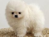 Pomerian Boo