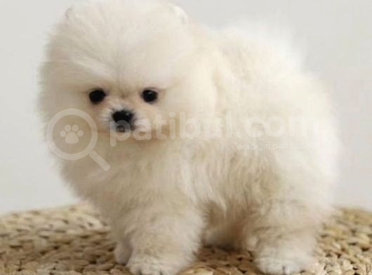 Pomerian Boo görsel