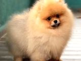 Pomerian Boo