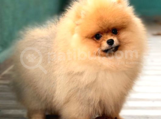 Pomerian Boo görsel