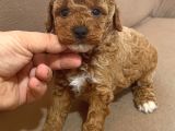 Çok Özel Toy Poodle Yavrularimiz