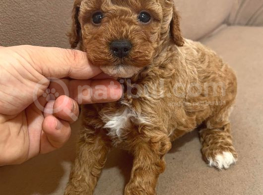 Çok Özel Toy Poodle Yavrularimiz görsel