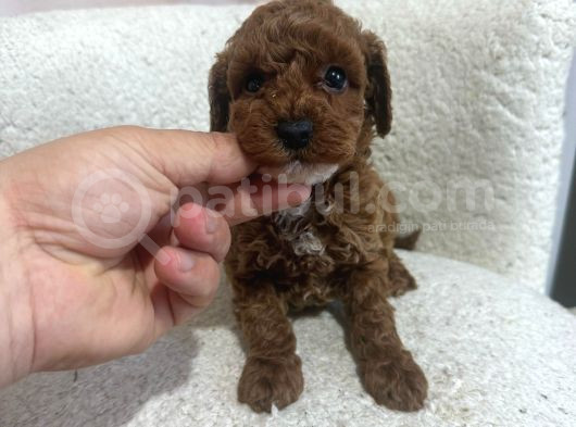 Çok Özel Toy Poodle Yavrularimiz