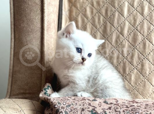 Muhteşem Kanhattı Full Şecereli Anne Babanın Bebeği görsel