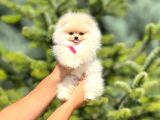 Pomerian Boo