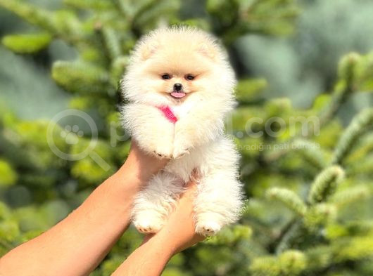 Pomerian Boo görsel