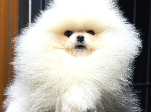 Pomerian Boo görsel