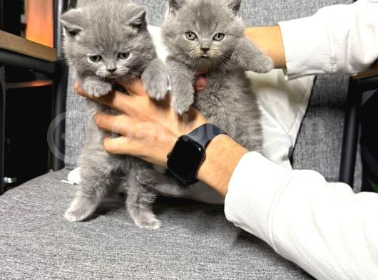Britishshorthair Ev Ortamı