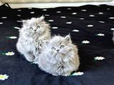 Britishshorthair Ev Ortamı