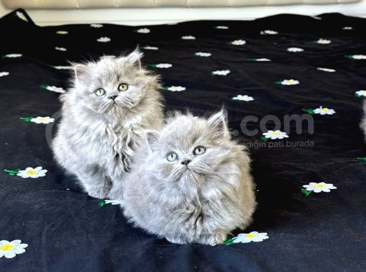 Britishshorthair Ev Ortamı görsel