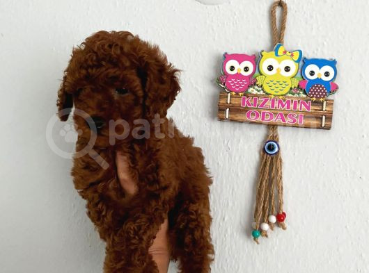 Safkan Ev Doğumlu Poodle Kuzucuğum görsel