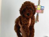 Safkan Ev Doğumlu Poodle Kuzucuğum