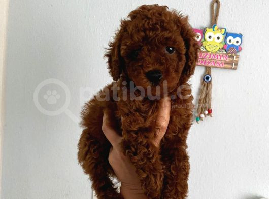 Safkan Ev Doğumlu Poodle Kuzucuğum görsel