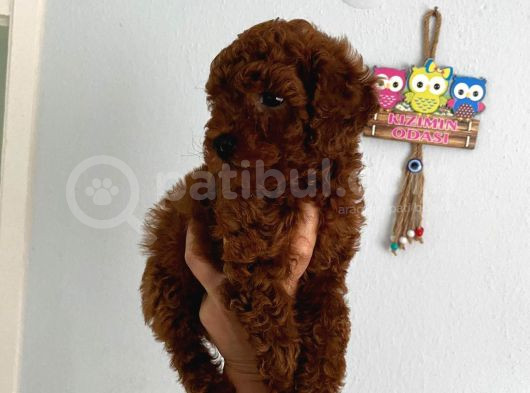 Safkan Ev Doğumlu Poodle Kuzucuğum görsel