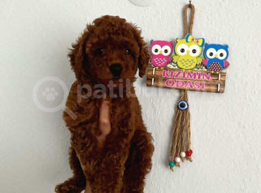 Safkan Ev Doğumlu Poodle Kuzucuğum