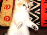 Efsanevi Güzellikte Golden British Shorthair