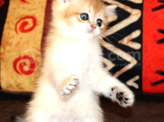 Efsanevi Güzellikte Golden British Shorthair görsel