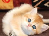 Efsanevi Güzellikte Golden British Shorthair