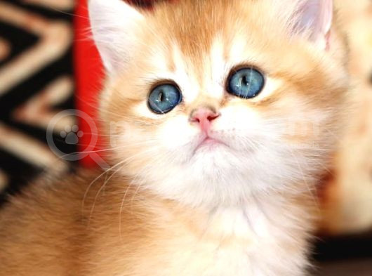 Efsanevi Güzellikte Golden British Shorthair görsel