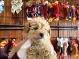 En Akıllı Apartman Köpeği A Scrli̇ Toy Poodle