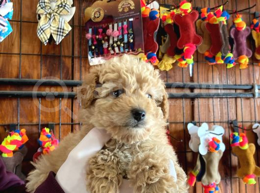 En Akıllı Apartman Köpeği A Scrli̇ Toy Poodle görsel
