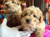En Akıllı Apartman Köpeği A Scrli̇ Toy Poodle