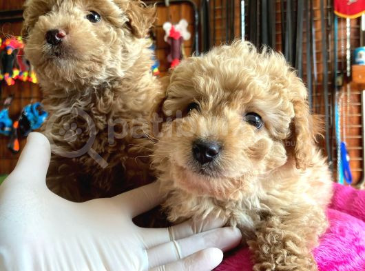 En Akıllı Apartman Köpeği A Scrli̇ Toy Poodle görsel