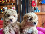 En akıllı apartman köpeği a SCRLİ toy poodle