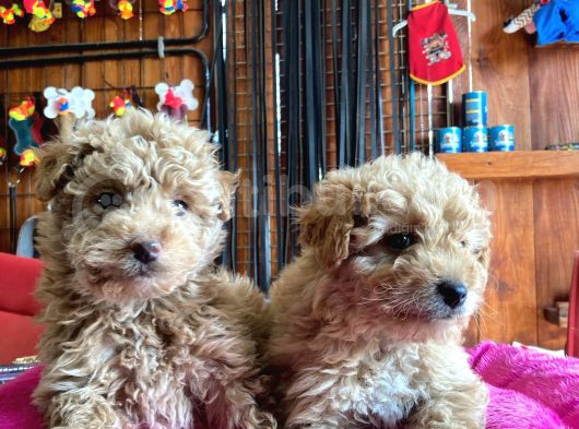 En Akıllı Apartman Köpeği A Scrli̇ Toy Poodle