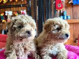 En Akıllı Apartman Köpeği A Scrli̇ Toy Poodle