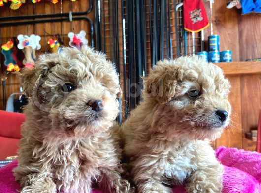 En Akıllı Apartman Köpeği A Scrli̇ Toy Poodle görsel