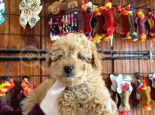 En Akıllı Apartman Köpeği A Scrli̇ Toy Poodle görsel
