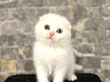 BURSANIN EN SEÇKİN SCOTTISH FOLD YAVRULARI