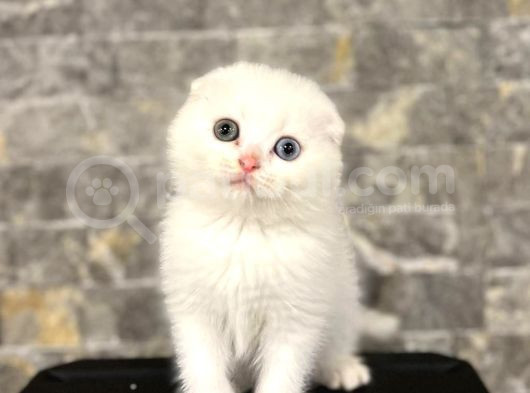 Bursanin En Seçki̇n Scottish Fold Yavrulari