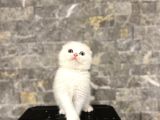 Bursanin En Seçki̇n Scottish Fold Yavrulari